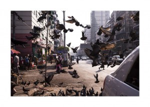 bird_congestion_by_Jan Rockar