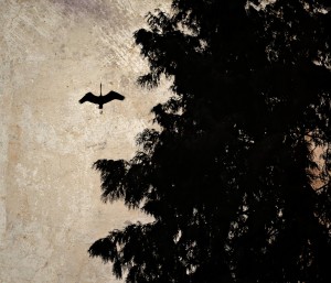 no_title_by_notnowcato-d77xjjt