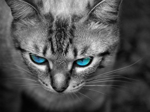 baby_blues_by_queen_kitty